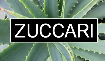 Zuccari